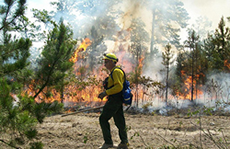 firefighter fighting a forest fire